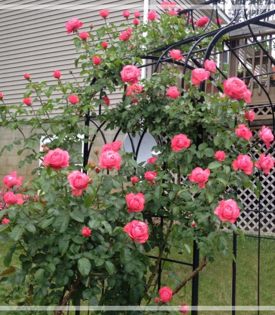 Rosanna róża pnąca